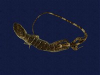 藏品(石垣攀蜥)的圖片